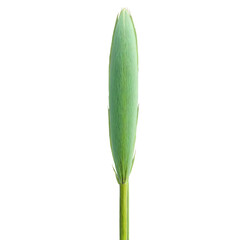 Obraz premium Cattail Leaf long green leaf with a velvety texture and a brown cylindrical flower spike