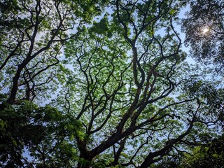 Nature Canopy Background with Sunlight and Green Leaves