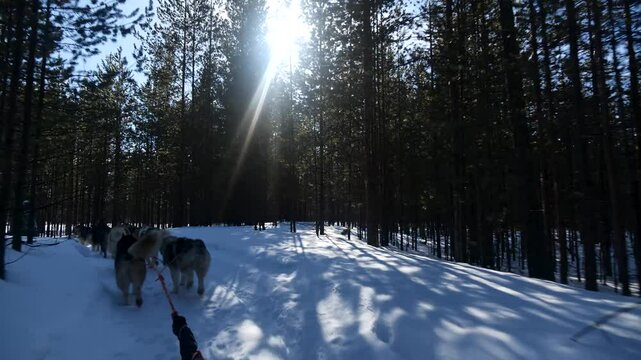 Musher driving sled dogs through sunny snowy forest. Surgut HMAO