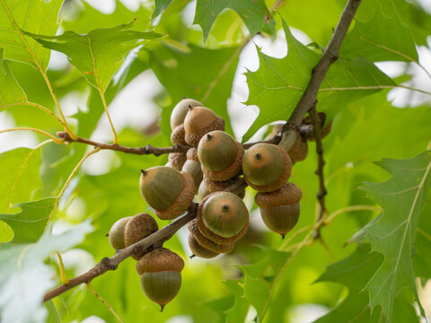 Nahaufnahme von Eicheln an einem kleinen Zweig der Roteiche (Quercus rubra).