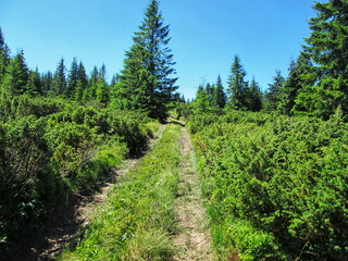 Narrow dirt path through a dense green forest under a clear blue sky