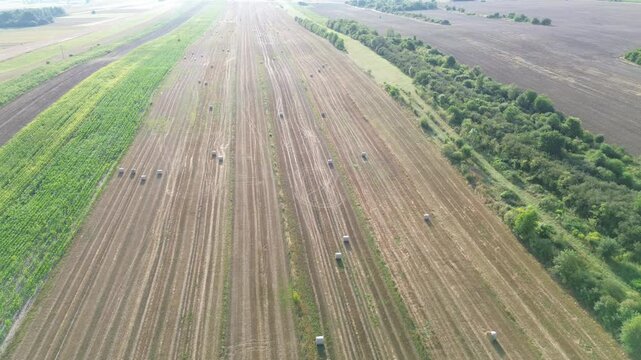 Harvested fields with hay bales in rows