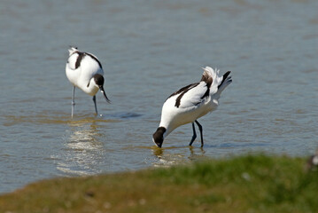 Avocette élégante, Recurvirostra avosetta, Pied Avocet
