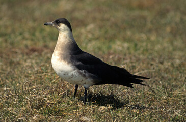 Labbe parasite,.Stercorarius parasiticus, Parasitic Jaeger