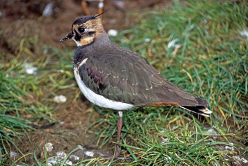 Obraz premium Vanneau huppé,.Vanellus vanellus, Northern Lapwing