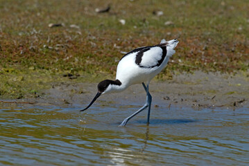 Avocette élégante, Recurvirostra avosetta, Pied Avocet