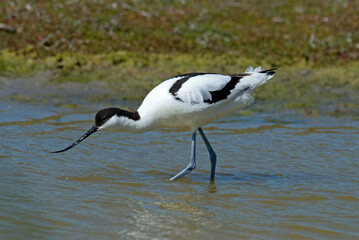 Avocette élégante, Recurvirostra avosetta, Pied Avocet