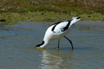 Avocette élégante, Recurvirostra avosetta, Pied Avocet