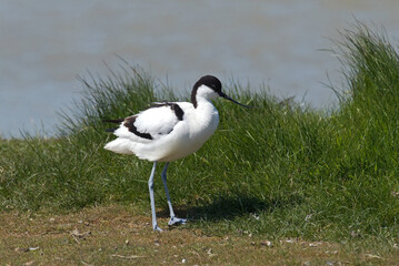Avocette élégante, Recurvirostra avosetta, Pied Avocet