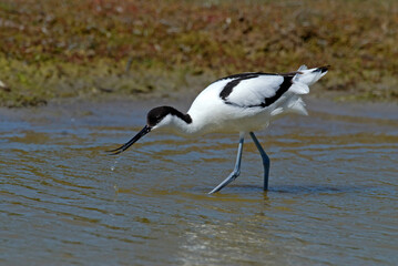 Avocette élégante, Recurvirostra avosetta, Pied Avocet