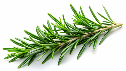 Fototapeta premium Natural rosemary sprig with needle-like leaves, ideal for cooking or crafting.Aromatic rosemary plant, transparent background 