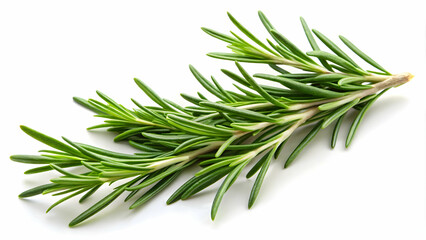 Vibrant green rosemary branch isolated on a white background.