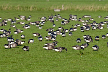 Bernache cravant,.Branta bernicla, Brant Goose, marais; region Pays de Loire; marais Breton; 85, Vendée, Loire Atlantique, France
