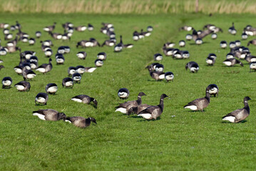 Bernache cravant,.Branta bernicla, Brant Goose, marais; region Pays de Loire; marais Breton; 85, Vendée, Loire Atlantique, France