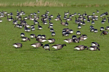 Bernache cravant,.Branta bernicla, Brant Goose, marais; region Pays de Loire; marais Breton; 85, Vendée, Loire Atlantique, France