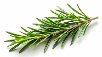 Fototapeta premium Vibrant green rosemary branch isolated on a white background.