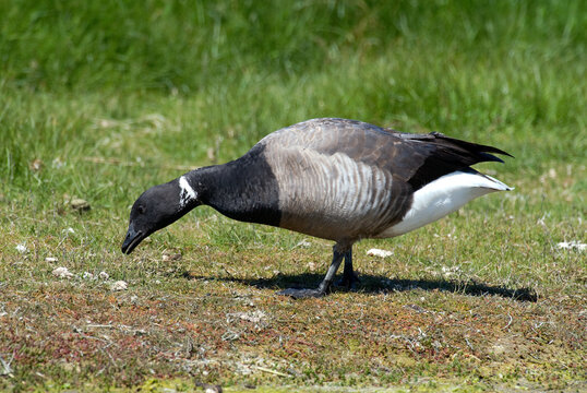 Bernache cravant,.Branta bernicla, Brant Goose,