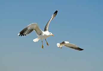 Goéland argenté,.Larus argentatus, European Herring Gull