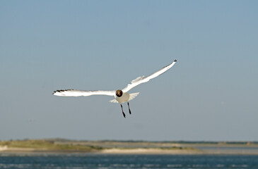 Mouette rieuse,.Chroicocephalus ridibundus, Black headed Gull