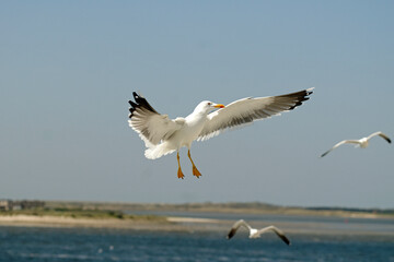 Goéland brun,.Larus fuscus, Lesser Black backed Gull