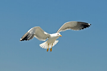Goéland brun,.Larus fuscus, Lesser Black backed Gull