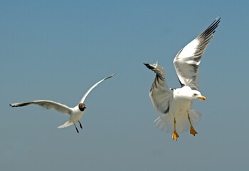 Goéland brun,.Larus fuscus, Lesser Black backed Gull, Mouette rieuse,.Chroicocephalus ridibundus, Black headed Gull