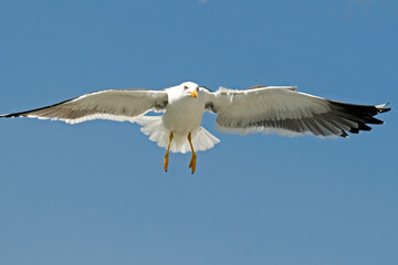 Goéland brun,.Larus fuscus, Lesser Black backed Gull