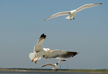 Goéland brun,.Larus fuscus, Lesser Black backed Gull, Mouette rieuse,.Chroicocephalus ridibundus, Black headed Gull
