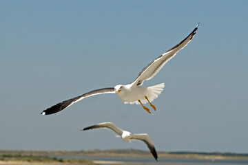 Goéland brun,.Larus fuscus, Lesser Black backed Gull