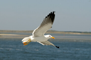 Goéland brun,.Larus fuscus, Lesser Black backed Gull