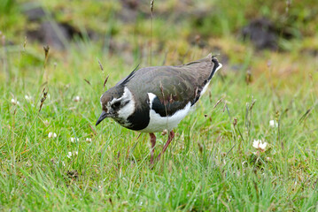 Vanneau huppé,.Vanellus vanellus, Northern Lapwing
