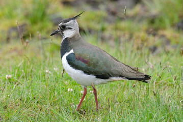 Vanneau huppé,.Vanellus vanellus, Northern Lapwing