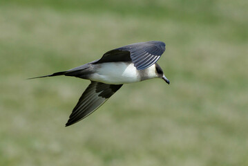 Labbe parasite,.Stercorarius parasiticus, Parasitic Jaeger