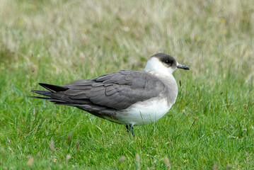 Labbe parasite,.Stercorarius parasiticus, Parasitic Jaeger