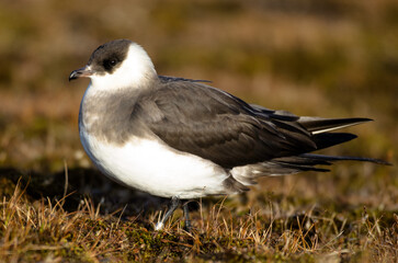 Labbe parasite,.Stercorarius parasiticus, Parasitic Jaeger