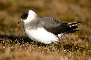 Labbe parasite,.Stercorarius parasiticus, Parasitic Jaeger