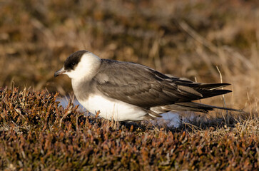 Labbe parasite,.Stercorarius parasiticus, Parasitic Jaeger