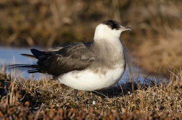 Labbe parasite,.Stercorarius parasiticus, Parasitic Jaeger