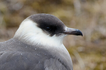 Labbe parasite,.Stercorarius parasiticus, Parasitic Jaeger