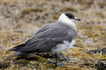 Labbe parasite,.Stercorarius parasiticus, Parasitic Jaeger