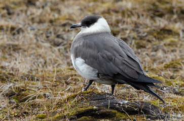 Labbe parasite,.Stercorarius parasiticus, Parasitic Jaeger
