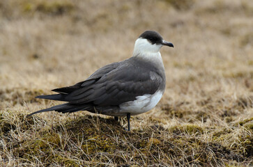 Labbe parasite,.Stercorarius parasiticus, Parasitic Jaeger