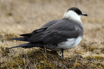 Labbe parasite,.Stercorarius parasiticus, Parasitic Jaeger