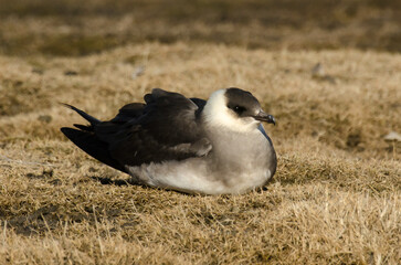 Labbe parasite,.Stercorarius parasiticus, Parasitic Jaeger