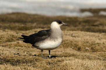 Labbe parasite,.Stercorarius parasiticus, Parasitic Jaeger