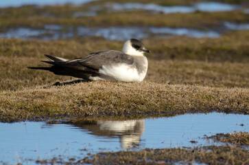 Labbe parasite,.Stercorarius parasiticus, Parasitic Jaeger