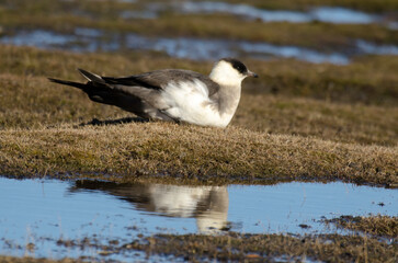 Labbe parasite,.Stercorarius parasiticus, Parasitic Jaeger