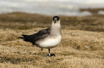 Labbe parasite,.Stercorarius parasiticus, Parasitic Jaeger