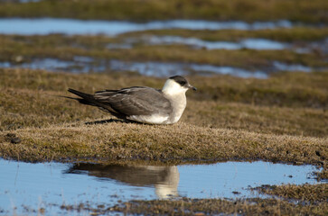 Labbe parasite,.Stercorarius parasiticus, Parasitic Jaeger