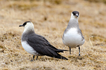 Labbe parasite,.Stercorarius parasiticus, Parasitic Jaeger